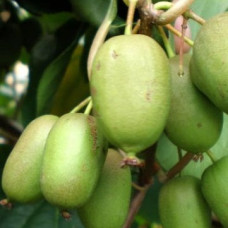 Актинидия аргута Золотая Коса