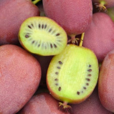 Актинидия аргута Бинго