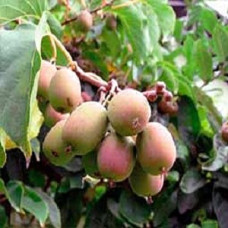 Актинидия гибридная Гибридная Колбасиной