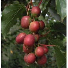 Актинидия аргута Харди Ред