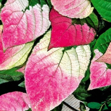 Актинидия коломикта Адам