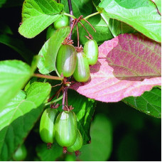 Актинидия коломикта Доктор Шимановски