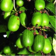 Актинидия коломикта Сентябрьская