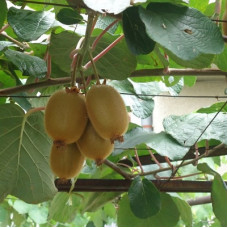 Актинидия полигама Абрикосовая