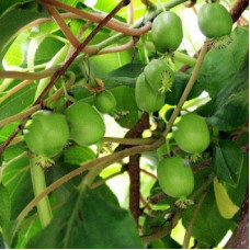 Актинидия полигама Брюнет