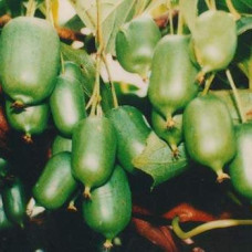 Актинидия полигама Лесная