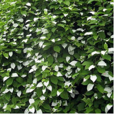 Актинидия полигама Мужская форма из семьи Узорчатой