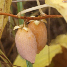 Актинидия полигама Желтое веретено