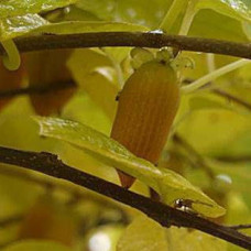 Актинидия полигама Злата