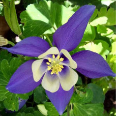 Аквилегия гибридная Спринг Мэджик Блю энд Вайт  