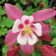 Аквилегия гибридная Спринг Мэджик Роуз энд Айвори  