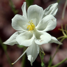 Аквилегия гибридная Спринг Мэджик Вайт 
