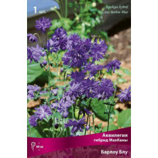 Аквилегия гибрид МакКаны Барлоу Блу
