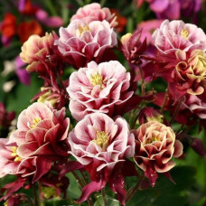 Аквилегия обыкновенная Винки Ред-Вайт  