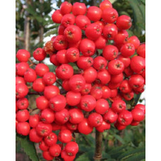 Рябина Алая крупная