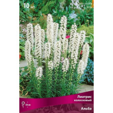 Лиатрис колосковый Альба
