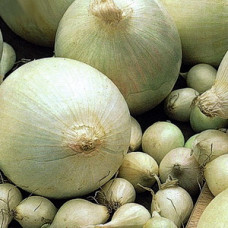 Лук-севок Альбион, 1 кг