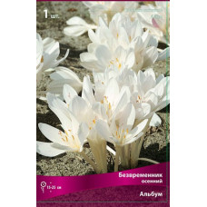 Безвременник Осенний Альбум