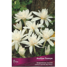 Альбум Пленум (осенний)