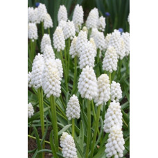 Мускари Альбум