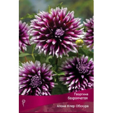 Георгина Алауна Клер-Обскюр (бахромчатая)