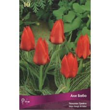 Тюльпан Али Баба  (Грейга)