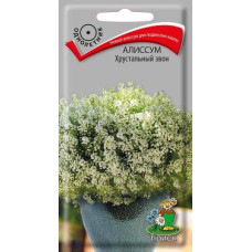 Алиссум хрустальный звон