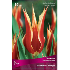 Тюльпан Аладдин'з Рекорд