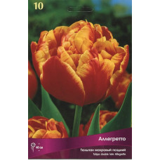 Тюльпан Аллегретто