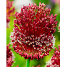 Лук декоративный (аллиум) Ред Могикан