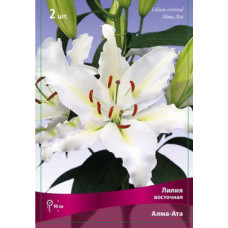 Лилия Алма-Ата (восточная)