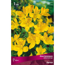 Альстремерия золотистая Лютея