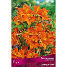 Альстремерия золотистая Орандж Кинг