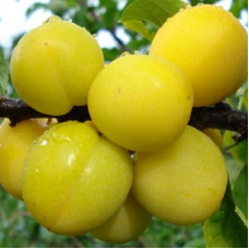 Слива русская (алыча) Гек