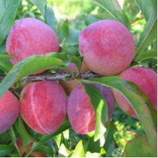 Алыча Глобус