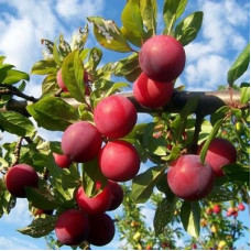 Слива русская (Алыча) Карминная