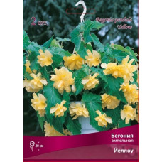 Бегония Йеллоу (ампельная)
