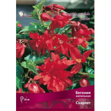 Бегония Скарлет (ампельная)