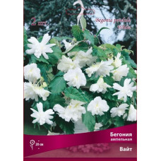 Бегония Вайт (ампельная)