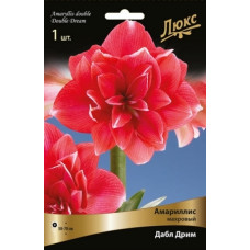 Амариллис Дабл Дрим