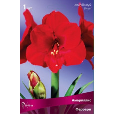 Амариллис Феррари