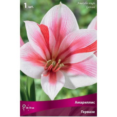 Амариллис Гервазе