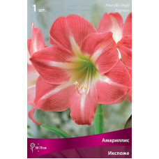 Амариллис Икспоже