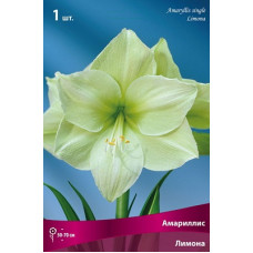 Амариллис Лимона