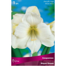 Амариллис Маунт Бланк 