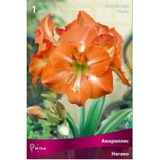 Амариллис Нагано