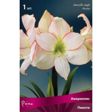 Амариллис Пикоти