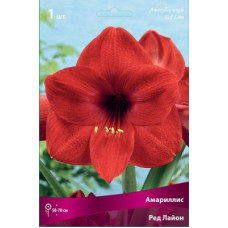 Амариллис Ред Лайон