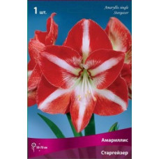 Амариллис Старгейзер