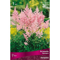 Астильба  Америка (Арендса)